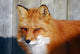 Red Fox Wall Mural