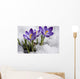Crocuses Snow