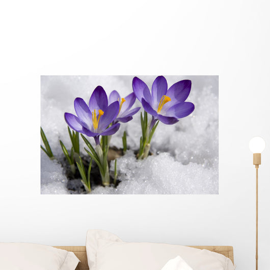 Crocuses Snow