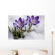 Crocuses Snow