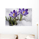 Crocuses Snow