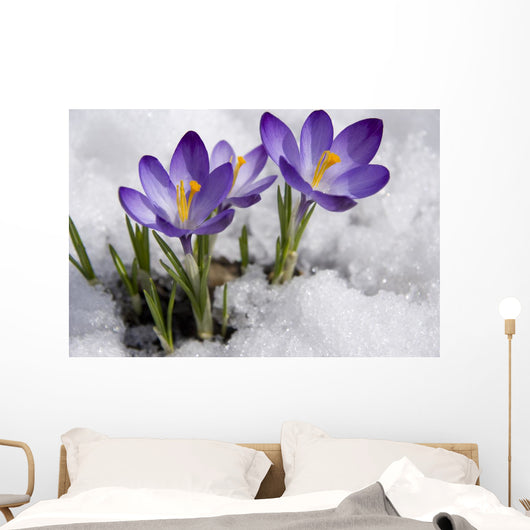Crocuses Snow