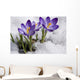 Crocuses Snow