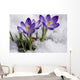 Crocuses Snow