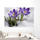 Crocuses Snow