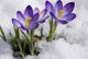 Crocuses Snow