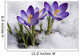 Crocuses Snow