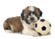 Soccer Puppy Shitzu Wall Decal