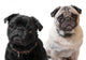 Pugs Wall Decal