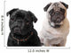 Pugs Wall Decal