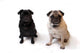 Pugs Wall Decal