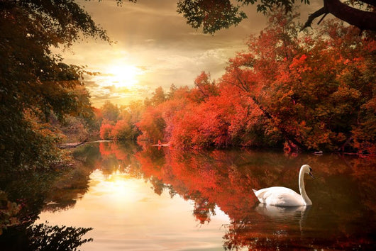 Swan Autmn