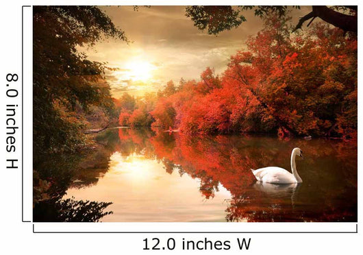 Swan Autmn