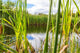 Beautiful Summer Lake