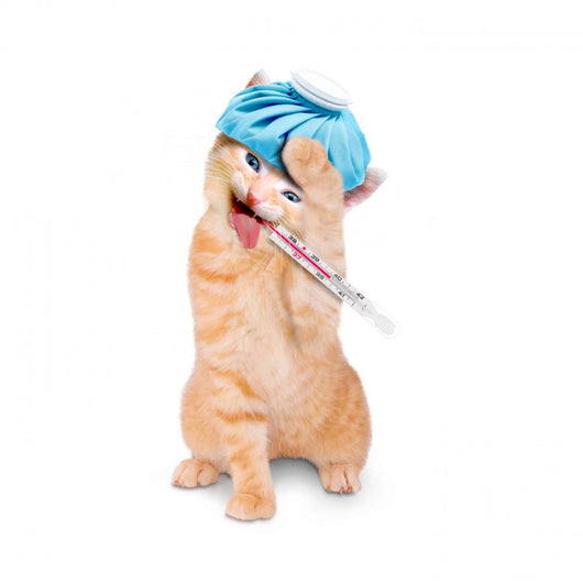 Sick Cat Wall Decal