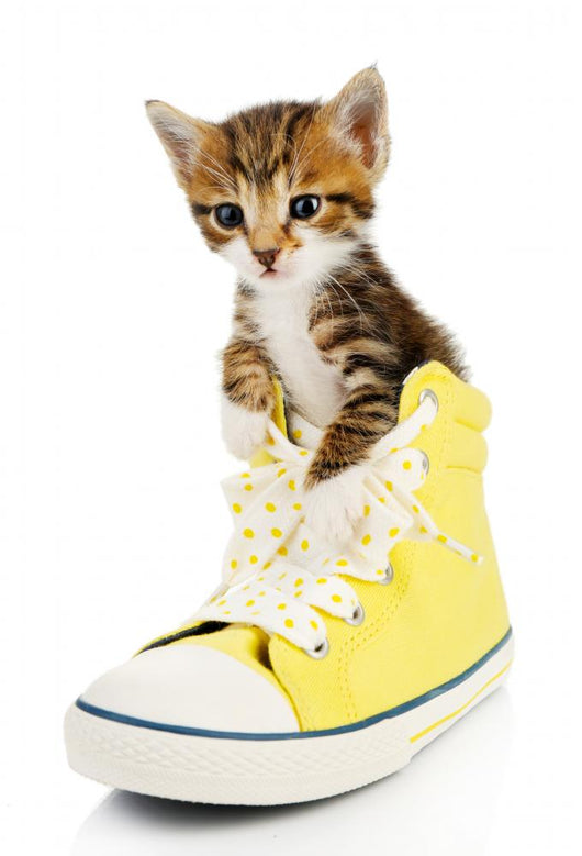 Cute Little Kitten Shoes