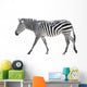 Zebra White