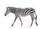 Zebra White