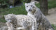 Snow Leopard Mum and Wall Mural