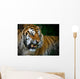 Snarling Tiger Wall Mural