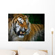 Snarling Tiger Wall Mural