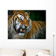 Snarling Tiger Wall Mural