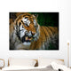 Snarling Tiger Wall Mural