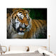 Snarling Tiger Wall Mural
