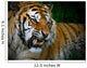 Snarling Tiger Wall Mural