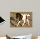 Newborn Pony Wall Mural