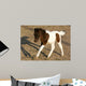Newborn Pony Wall Mural