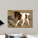 Newborn Pony Wall Mural