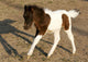 Newborn Pony Wall Mural