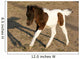 Newborn Pony Wall Mural