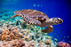 Hawksbill Turtle Eretmochelys Imbricata