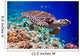 Hawksbill Turtle Eretmochelys Imbricata