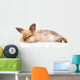 Fluffy Rabbit Wall Decal