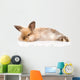 Fluffy Rabbit Wall Decal