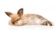 Fluffy Rabbit Wall Decal