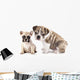 English Bulldog Puppy and
