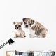 English Bulldog Puppy and