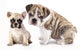 English Bulldog Puppy and