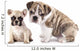 English Bulldog Puppy and