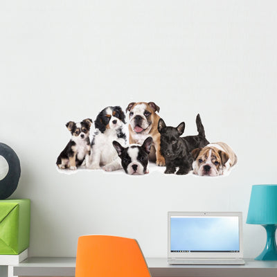 Group Puppies Sitting shown on a wall