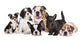 Group Puppies Sitting