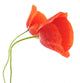 Poppies