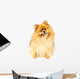 Pomeranian Dog Wall Decal