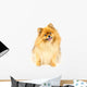 Pomeranian Dog Wall Decal