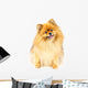 Pomeranian Dog Wall Decal