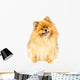 Pomeranian Dog Wall Decal